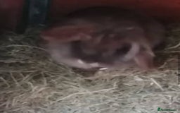 Mini Lion Lop rabbits for sale: Adoption Meet Tazer Mini Lop - Image 4