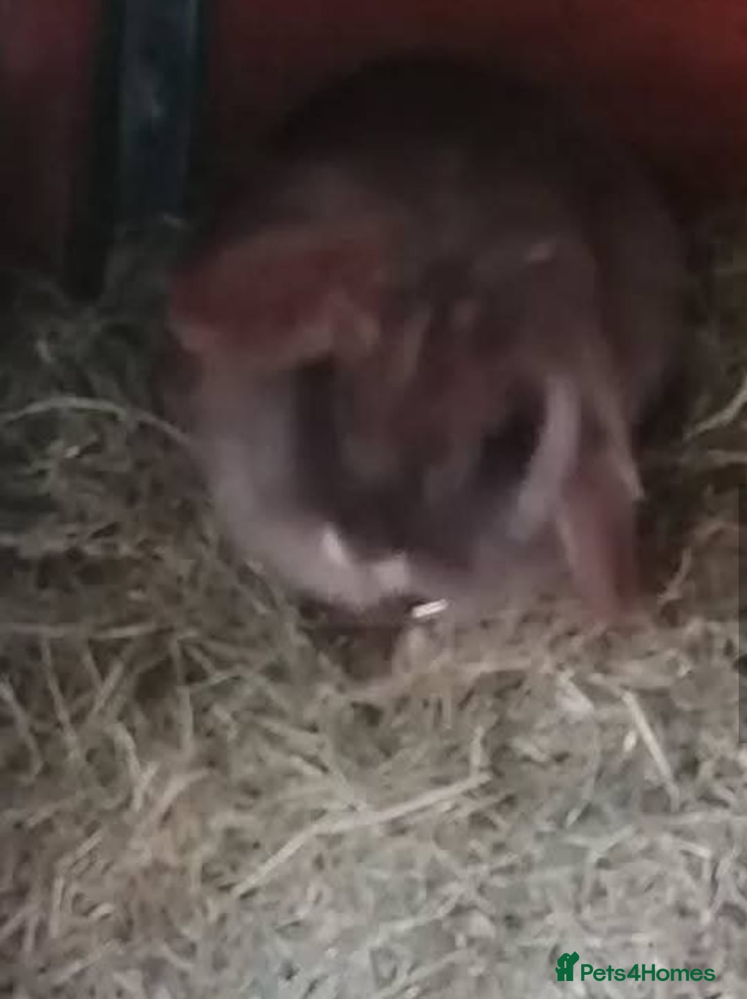 Mini Lion Lop rabbits for sale: Adoption Meet Tazer Mini Lop - Image 4