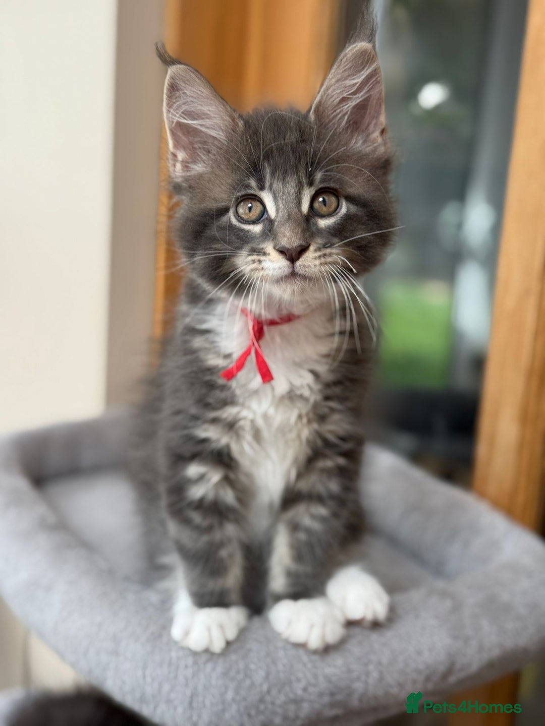 Maine Coon cats for sale: 2 Beautiful pedigree TICA reg Maine Coon kittens - Image 13