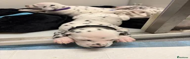 Dalmatian 3