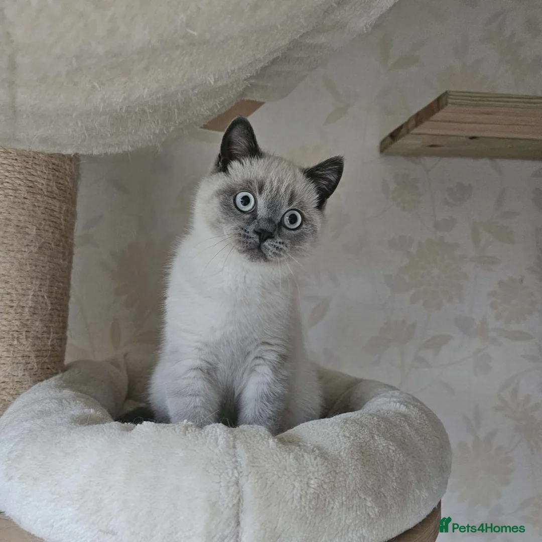 British Shorthair cats for sale: Beautiful BSH Colourpointed Male, GCCF reg. - Advert 7