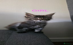 Maine Coon cats for sale: PURE BREED MAINE COONS KITTENS  - Image 1