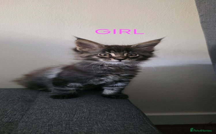 Maine Coon cats - Advert 3