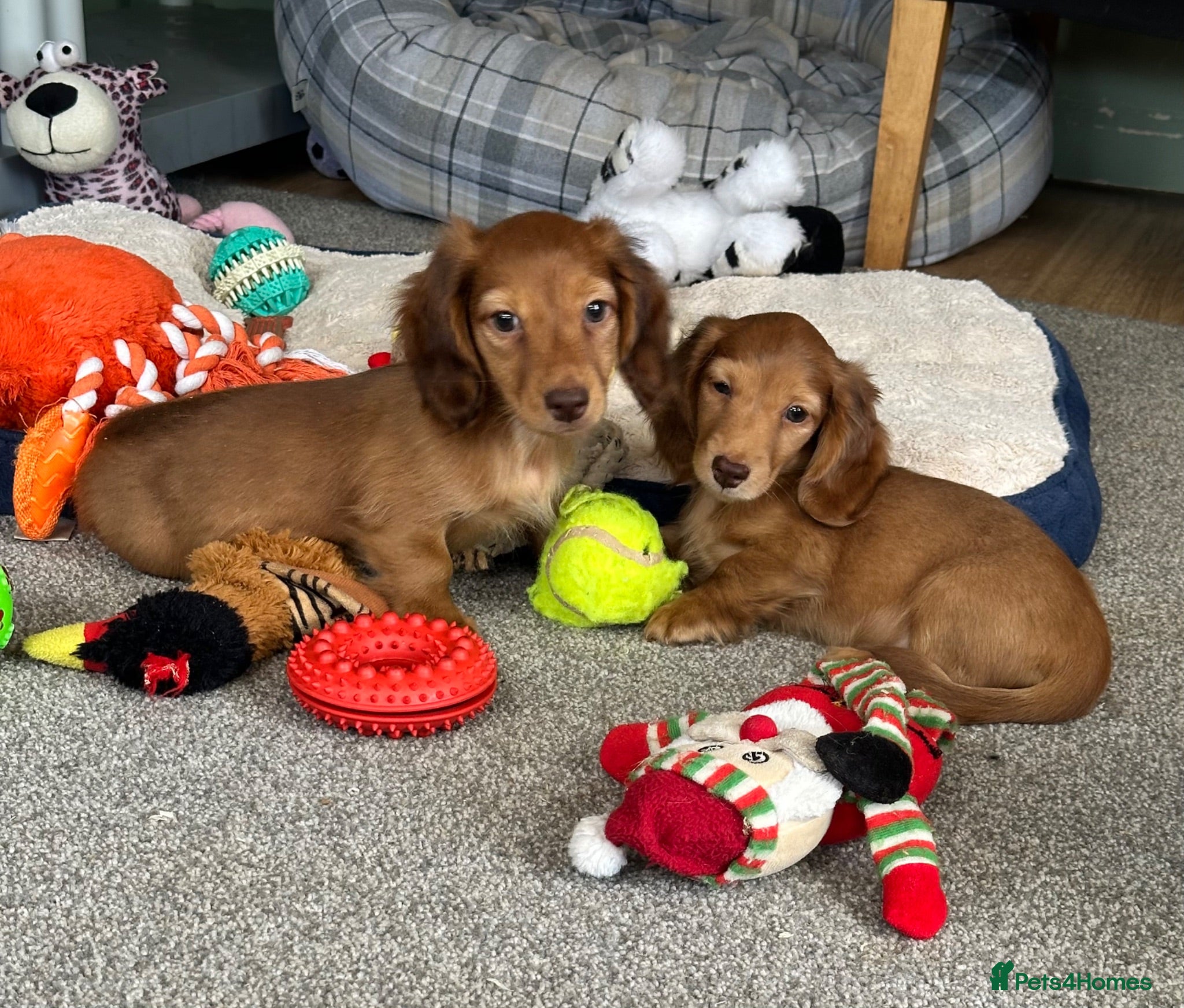 Miniature Dachshund dogs Shaded red longhaired boy and girl - Advert 1