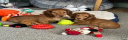 Miniature Dachshund dogs for sale: Shaded red longhaired boy and girl - Advert 1