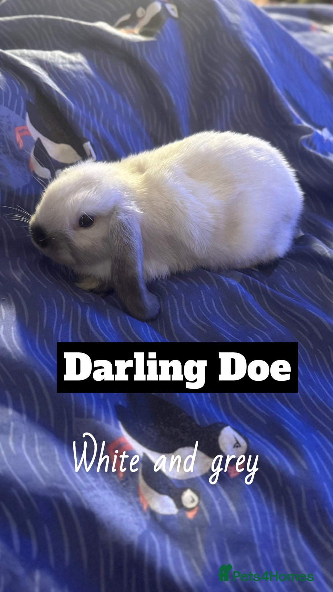 Mini Lop rabbits for sale: 4 mini lops  - Image 3