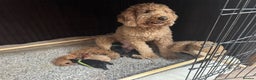 Australian Labradoodle dogs for sale: Annie's Australian Labradoodle Puppies are here! - Advert 2