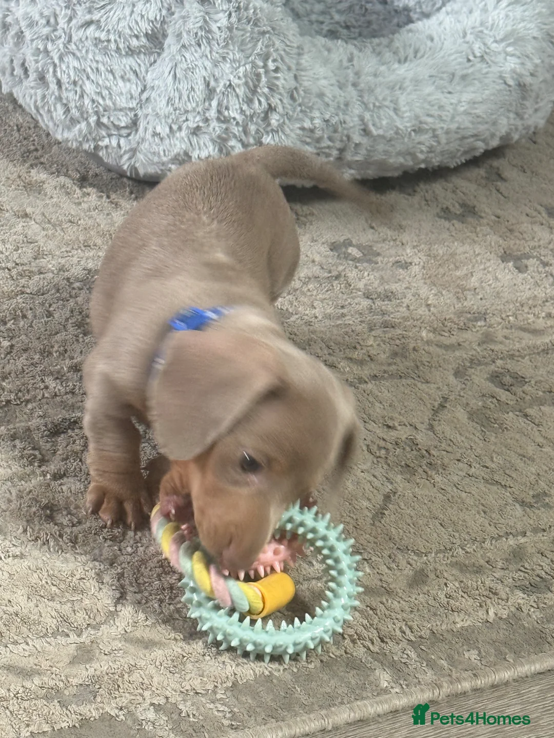 Miniature Dachshund dogs for sale: KC Reg Isabella & Tan Mini Dachshund Boy For Sale - Advert 28