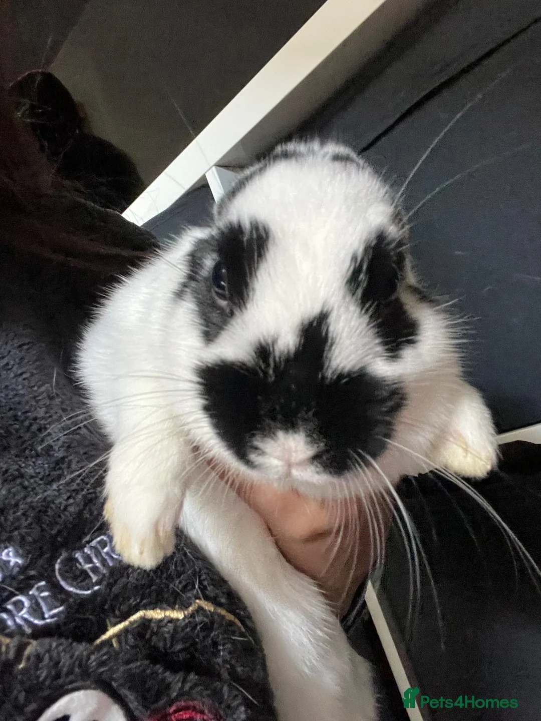 English Spot rabbits for sale: Baby Rabbit  in Bolton - Advert 2