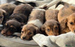 Dachshund dogs for sale: Stunning long haired miniature daxi puppies    - Image 2