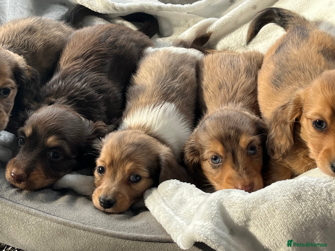 Dachshund dogs for sale: Stunning long haired miniature daxi puppies    - Image 2