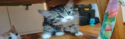 Mixed Breed cats for sale: Fluffy kittens for sale - Advert 22