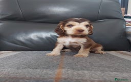 Cocker Spaniel dogs for sale: 8 beautiful kc reg show cocker puppy for sale - Image 16
