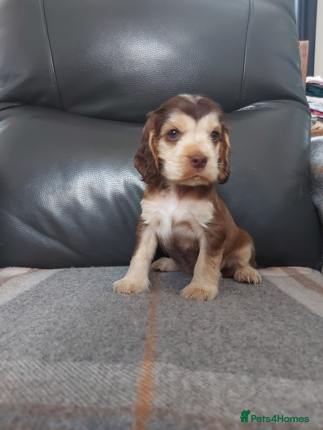 Cocker Spaniel dogs for sale: 8 beautiful kc reg show cocker puppy for sale - Image 16