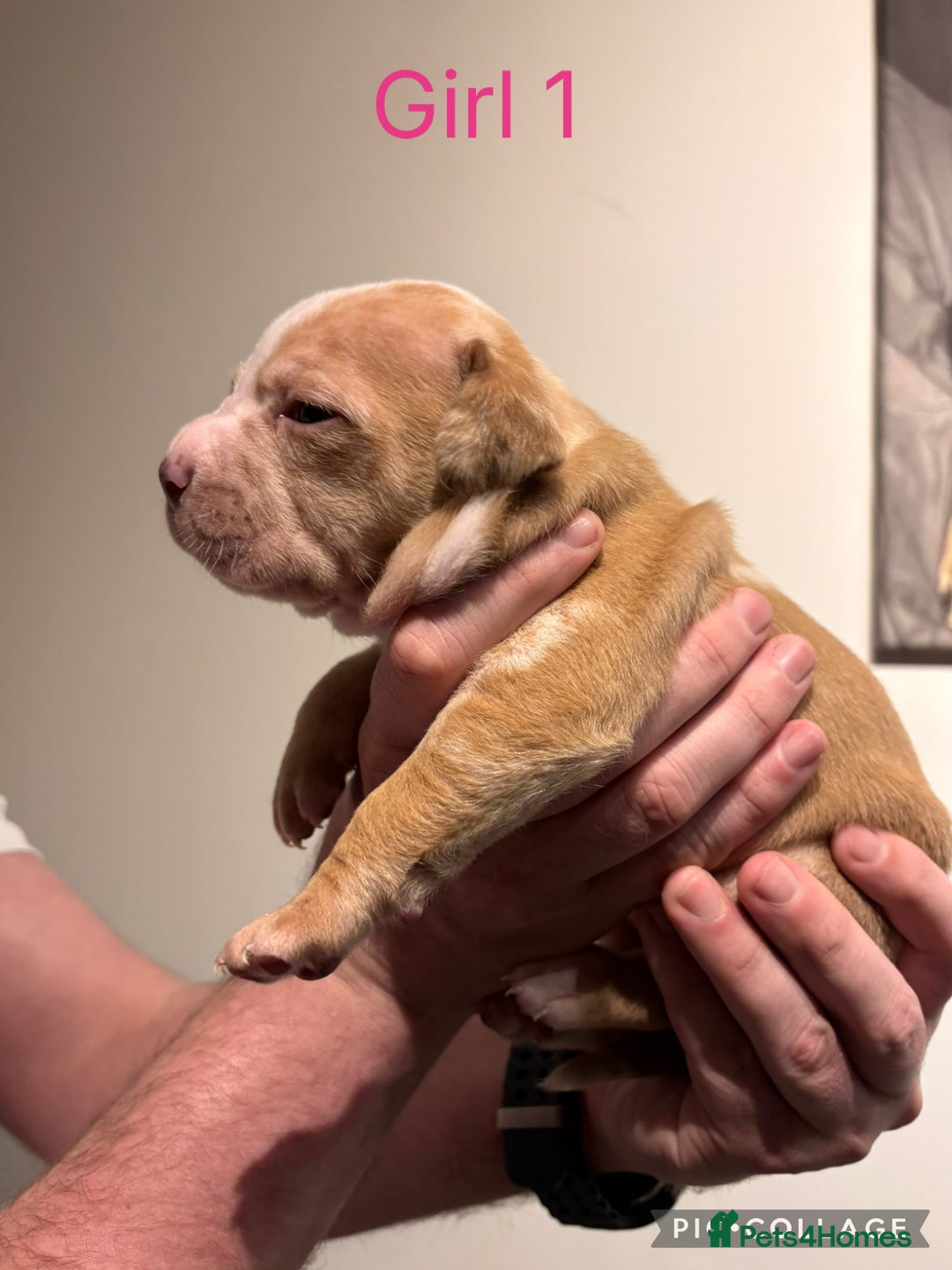 American Bully dogs for sale: Merle American Bully Puppy’s - Advert 12