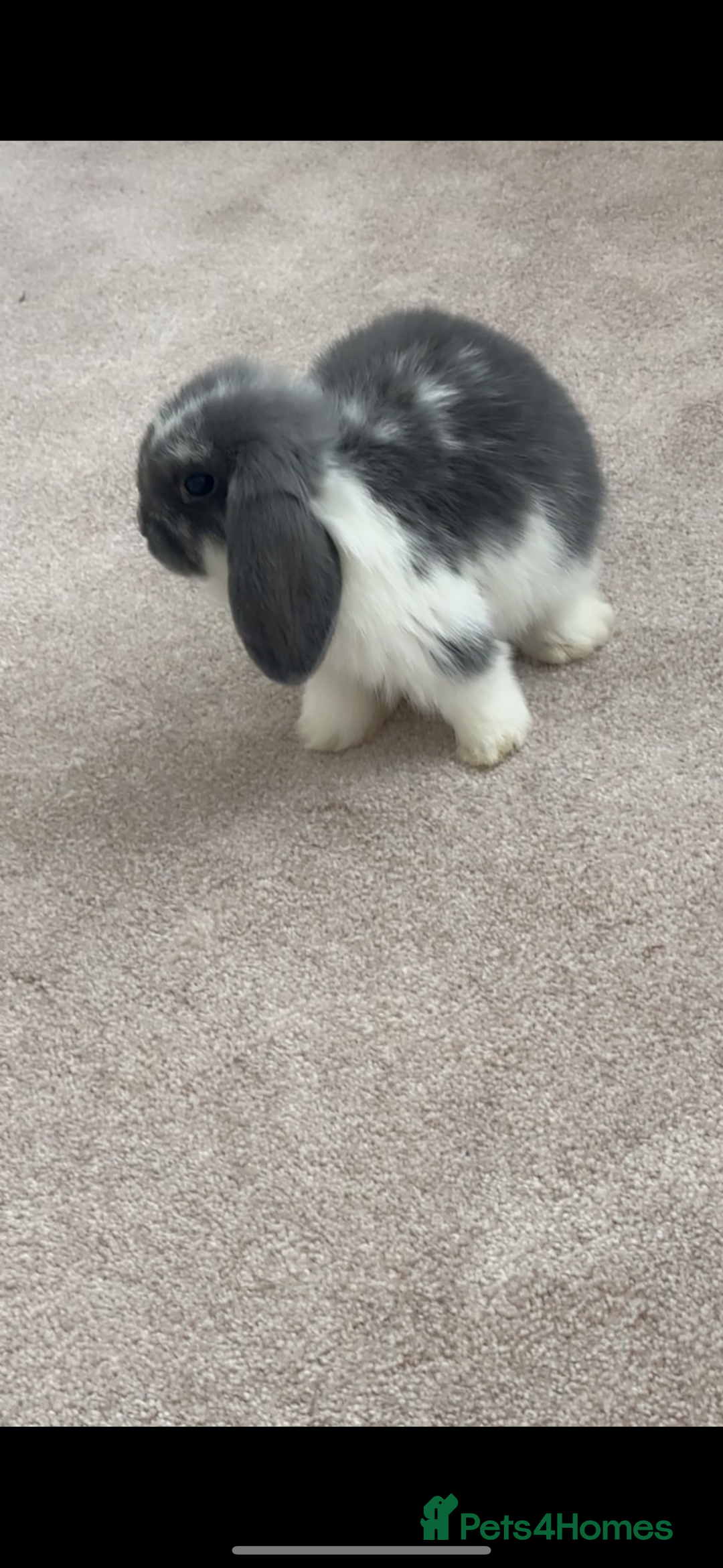 Mini Lop rabbits for sale: Beautiful, friendly mini lops - Advert 2