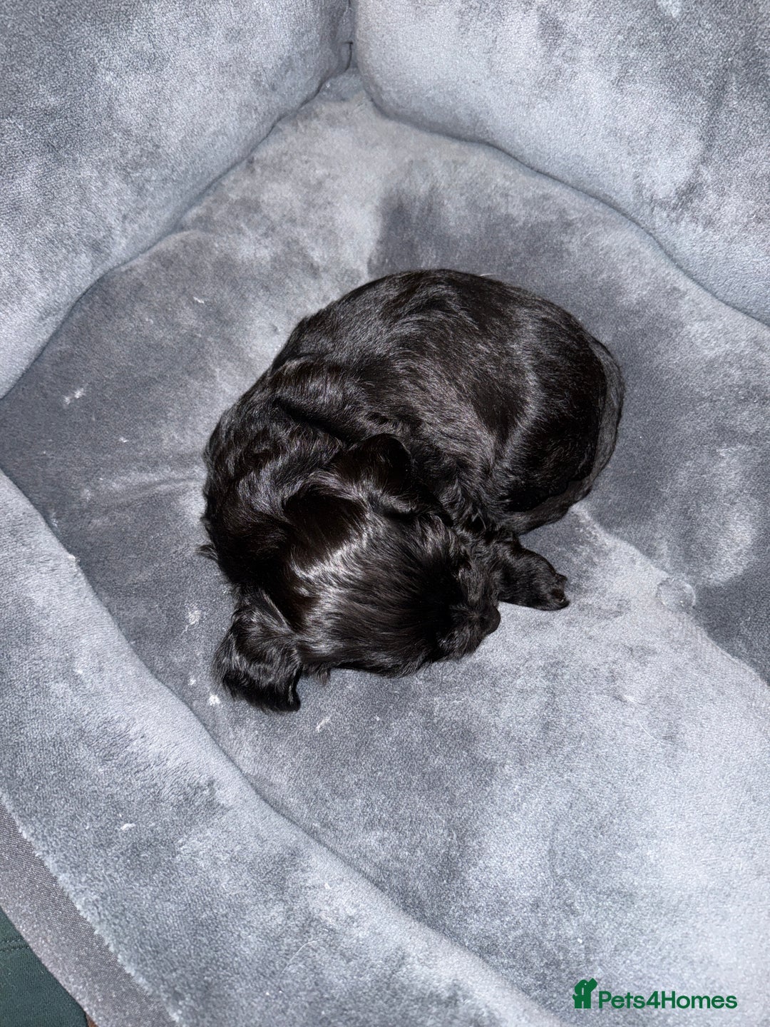 Mixed Breed dogs for sale: Corkiepoo puppies for sale 🐶 - Advert 8