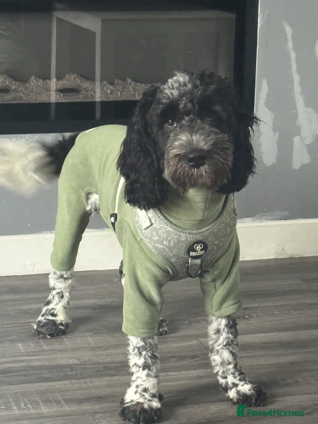 Cockapoo dogs for sale: 9 month old Cockapoo male - Advert 2