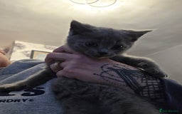 British Shorthair cats for sale: BSH cross 2 male 2 female ready now - Image 7