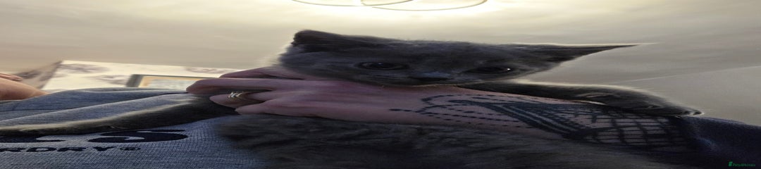 British Shorthair Kitten 3