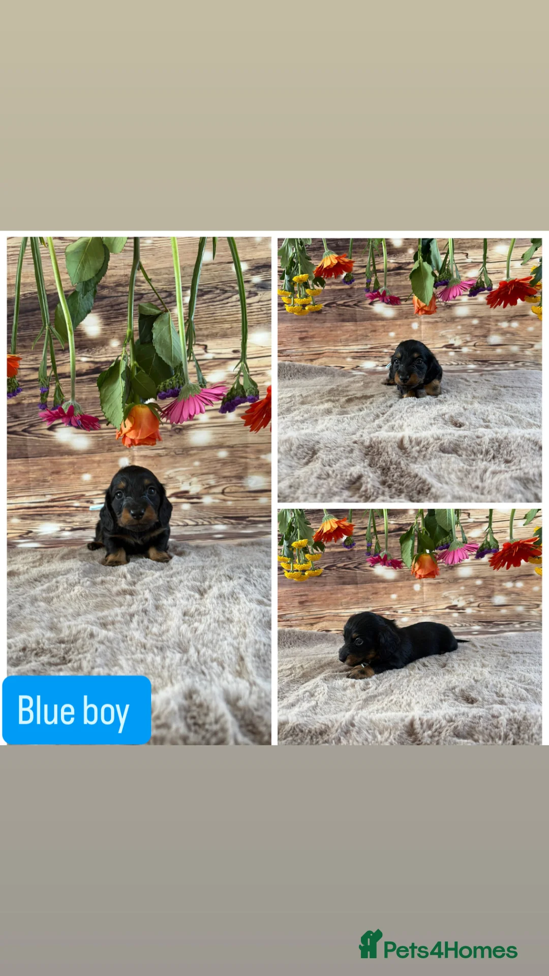 Miniature Dachshund dogs for sale: Tiny long haired dachshund available !  - Advert 2