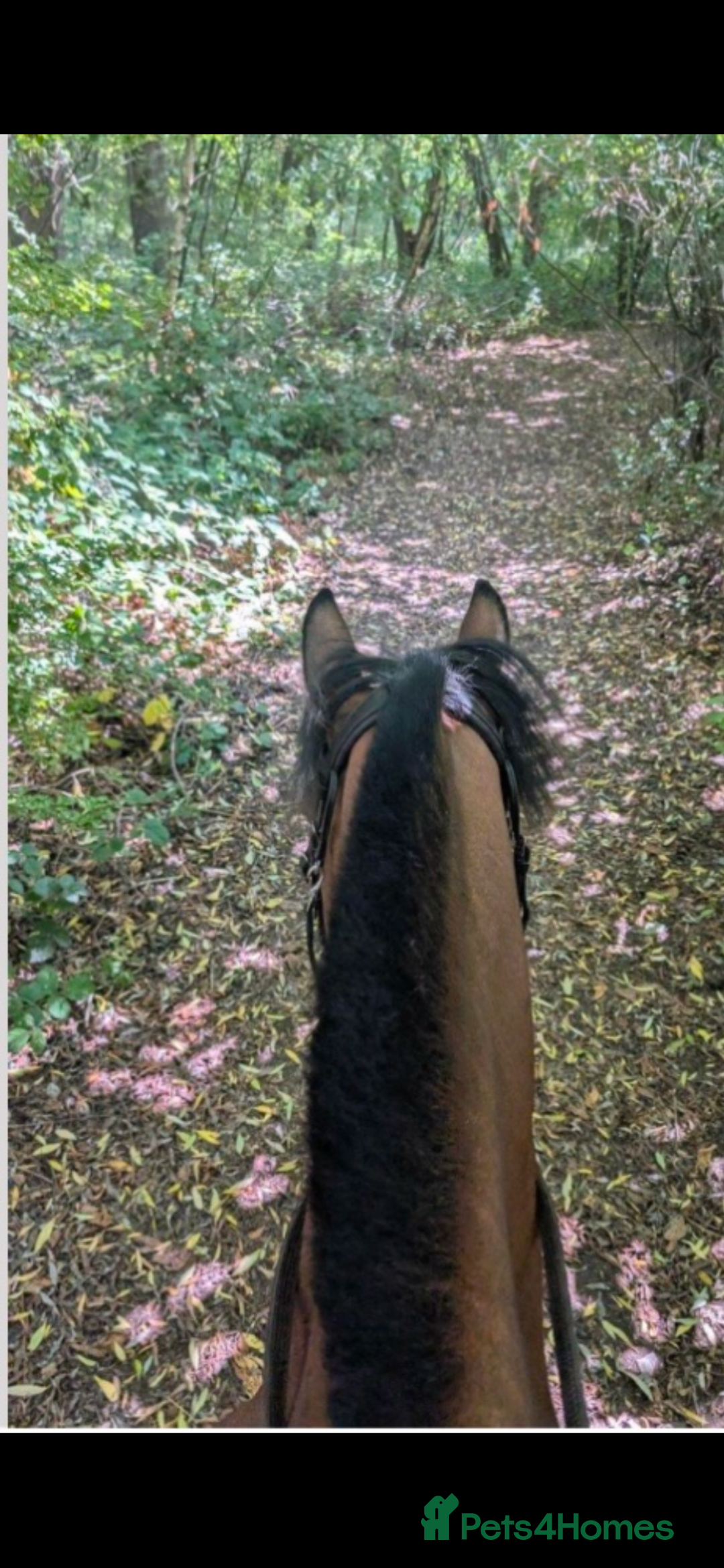 Welsh Section D horses for sale: Beautiful 14.2 mare  - Image 6