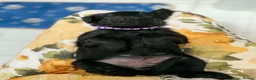 Labradoodle dogs for sale: Beautiful F2 Labradoodle Puppies. - Advert 15