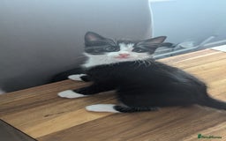 Mixed Breed cats for sale: **2 kittens left*** Beautiful litter - Image 14