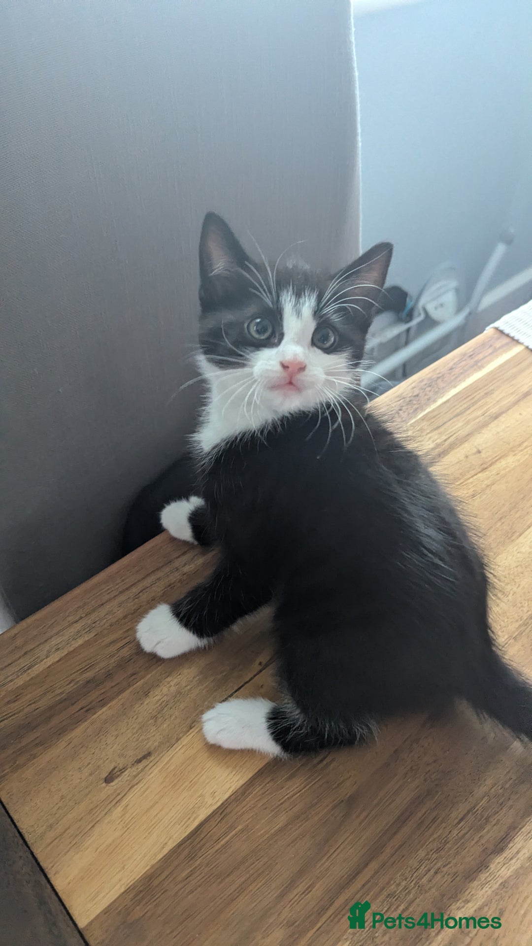 Mixed Breed cats for sale: **2 kittens left*** Beautiful litter - Image 14