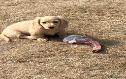 Miniature Dachshund dogs for sale: English Cream Mini Long Haired Dachshund  - Image 20