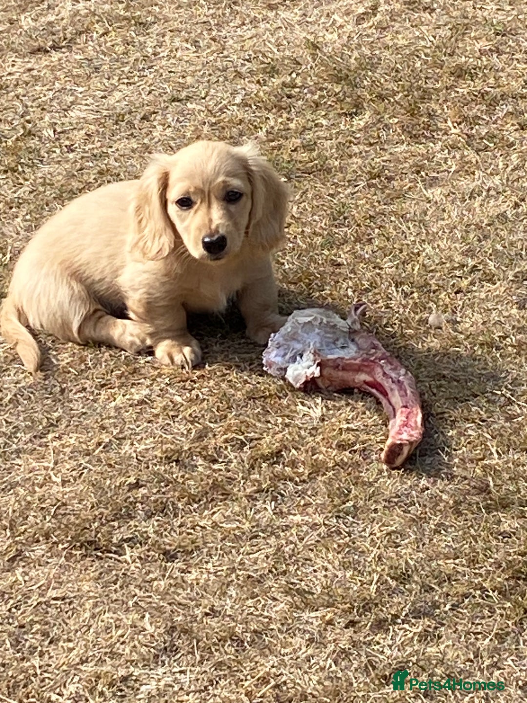 Miniature Dachshund dogs for sale: English Cream Mini Long Haired Dachshund  - Image 20
