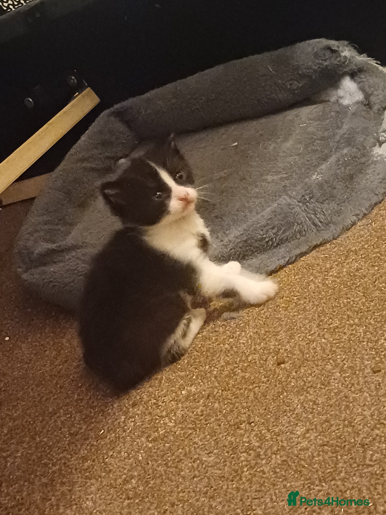 Mixed Breed cats for sale: 2 kittens in Keith - Advert 2