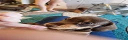 Dachshund dogs for sale: Dachshund Puppies!  - Advert 4