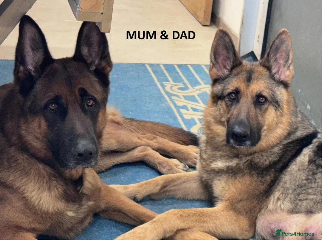 German Shepherd dogs for sale: German Shepard Pups For Sale - Advert 2