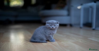 Scottish Fold cats - Advert 20