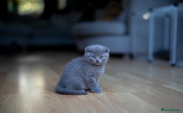 Scottish Fold cats - Advert 3