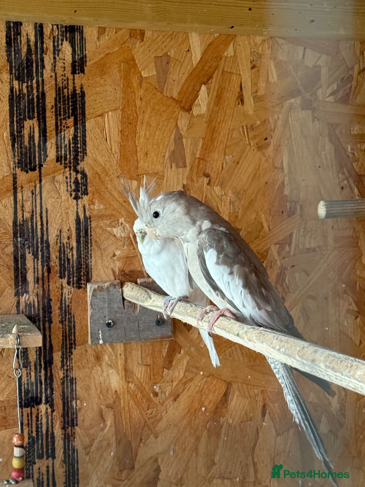 Cockatiels birds Beautiful and healthy cockatiels  - Advert 9