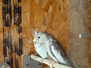Cockatiels birds Beautiful and healthy cockatiels - Advert 9