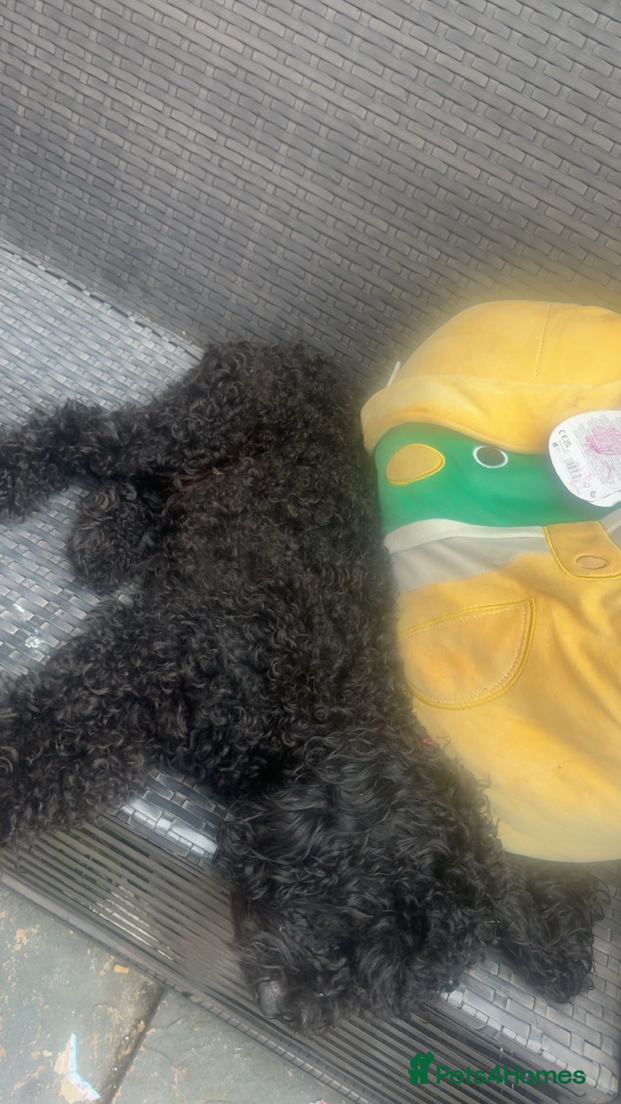 Cockapoo dogs 14 month old cockapoo needs rehoming  - Advert 16