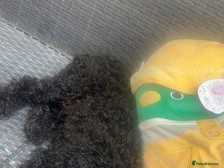 Cockapoo dogs 14 month old cockapoo needs rehoming - Advert 9