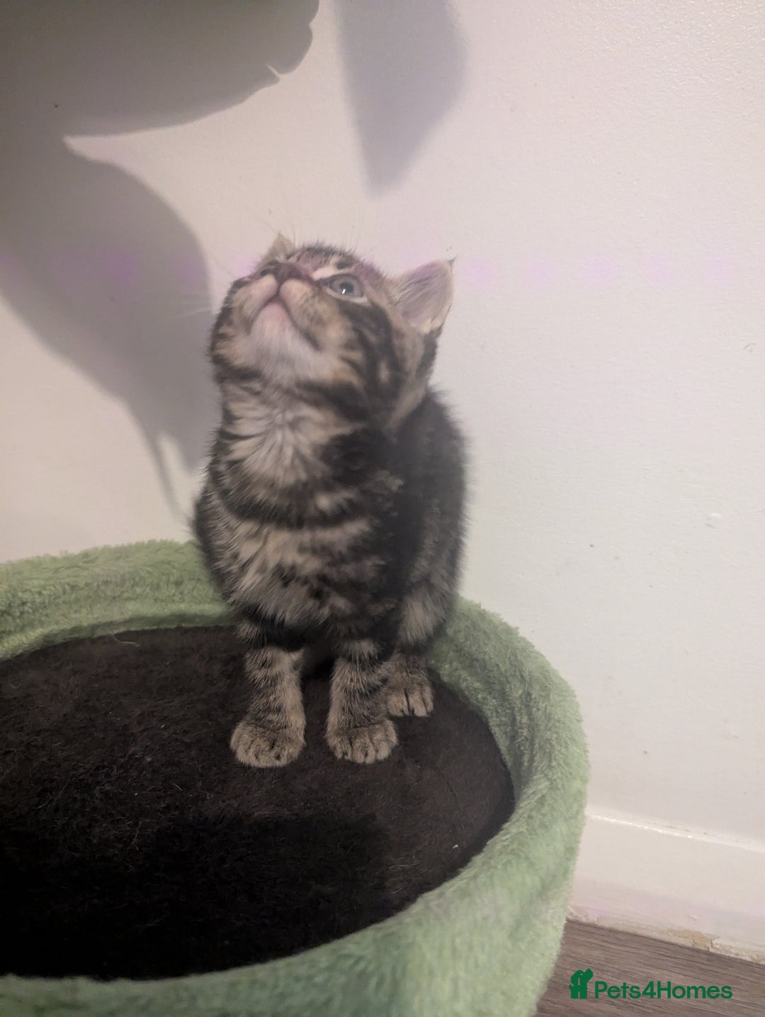 Mixed Breed cats for sale: Beautiful mix breed kittens  - Advert 8