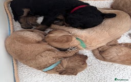 Cockapoo dogs for sale: Adorable cockapoo puppies for sale  - Image 10
