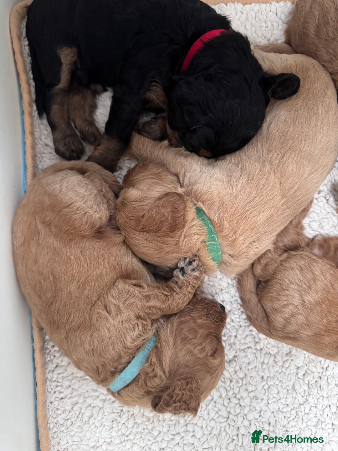 Cockapoo dogs for sale: Adorable cockapoo puppies for sale  - Image 10