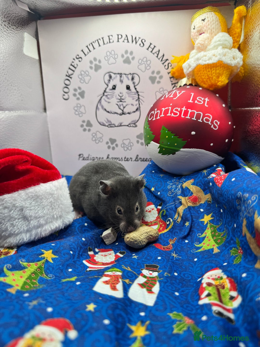 Hamster rodents for sale: Pedigree Syrian hamster  - Advert 1