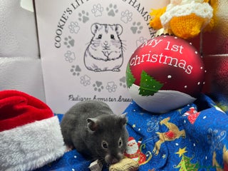 Hamster rodents Pedigree Syrian hamster - Advert 4