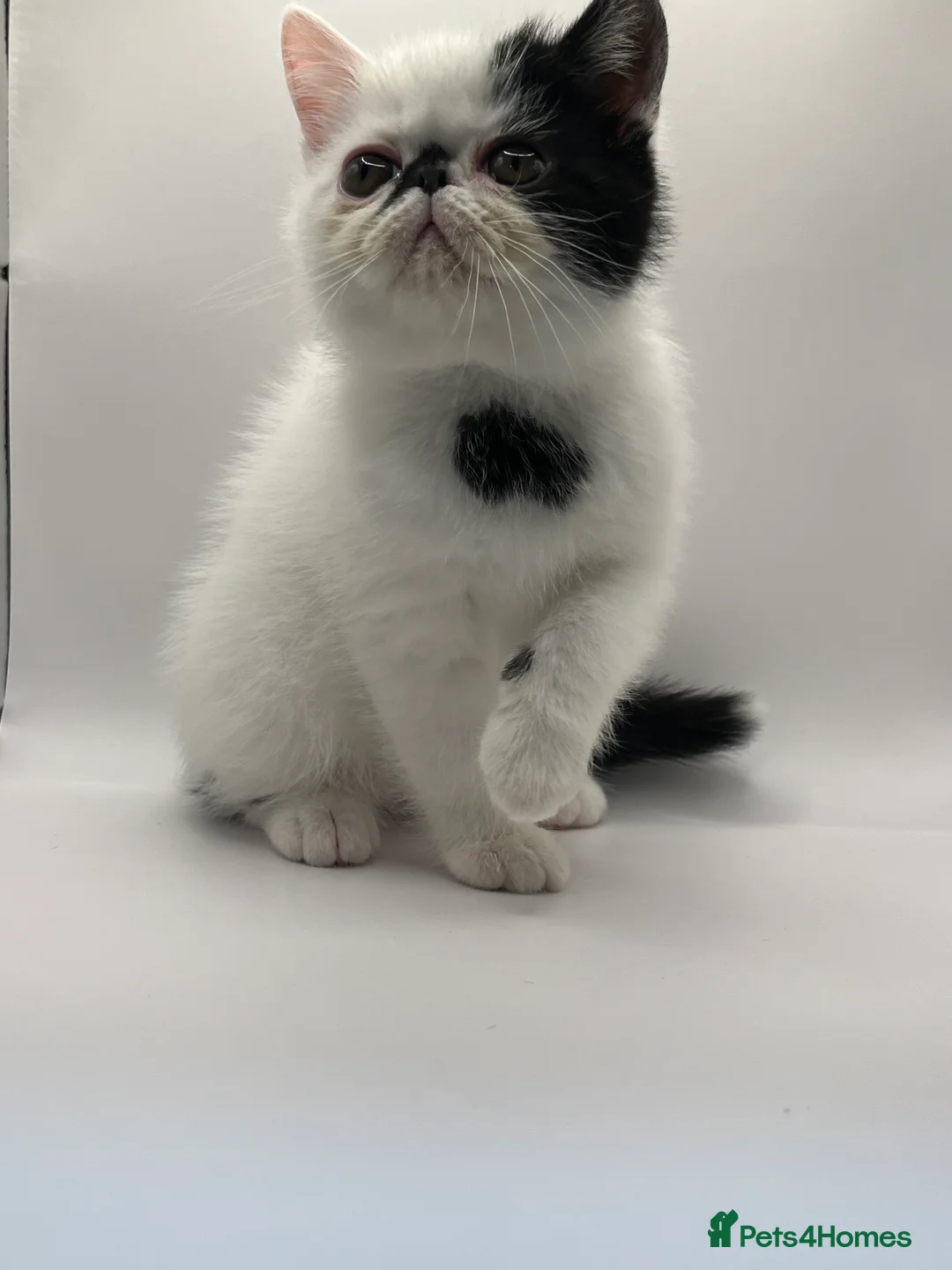 Exotic cats for sale: Exotic kittens  - Advert 8