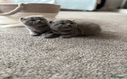 Scottish Fold cats for sale: Lovely Scottish fold kitties🥰 - Image 8