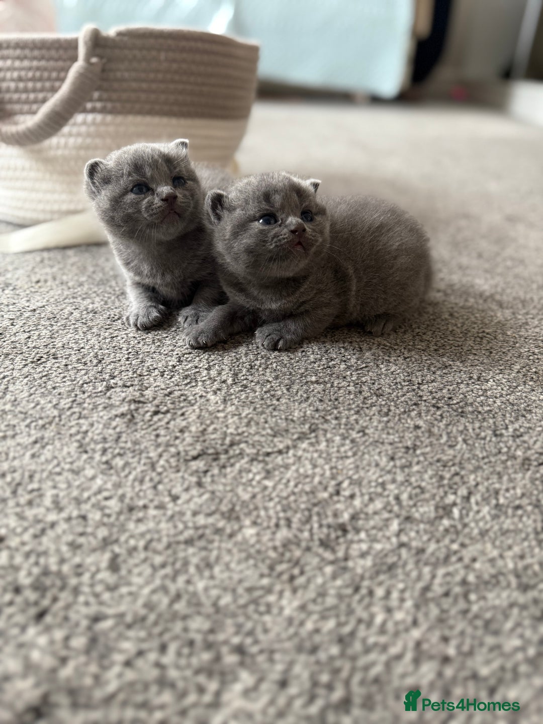 Scottish Fold cats for sale: Lovely Scottish fold kitties🥰 - Image 8