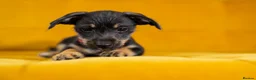 Jackshund dogs for sale: Daxijax/Jackshund/Dachshund/Jack - READY TO GO - Advert 10