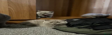 British Shorthair Kitten 5